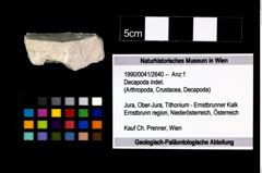 Foto (Objekt + Etikett) von Decapoda indet.  (NHMW-GEO-1990-0041-2640)